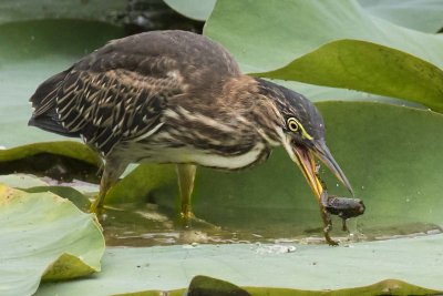 Green Heron grabbing frog