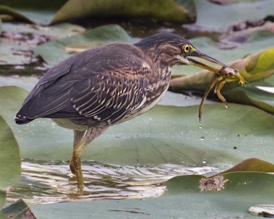 Green Heron with frog