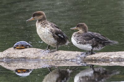 Juvenile Hooded Mergansers with turtle,