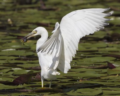 Juvenile Little Blue Heron catches a tadpole