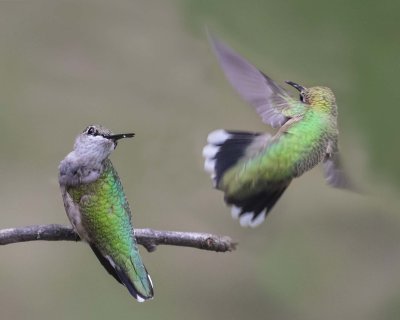 Hummingbird flies at female on perch
