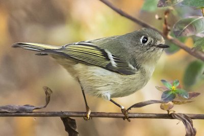 Ruby-crowned Kinglet poses