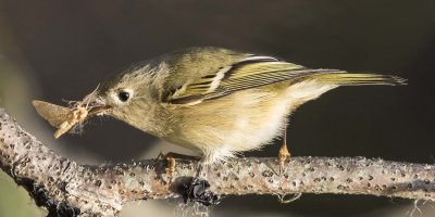 Ruby-crowned Kinglet with moth