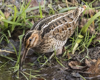 Wilson's Snipe catches a small fish