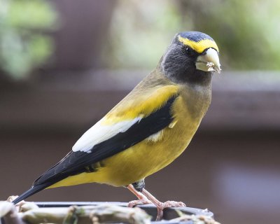 Evening Grosbeak on deck table