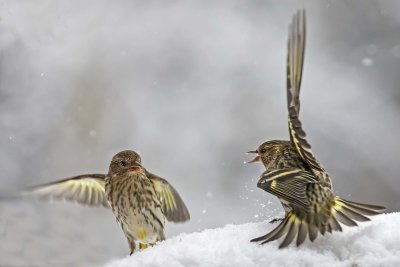 Pine Siskin fight