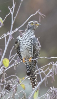 Common Cuckoo poses on branch