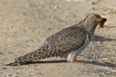 Common Cuckoo with Wooly Bear caterpillar on lane