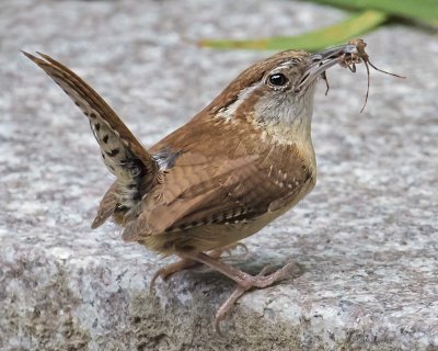 Carolina Wren with insect on step