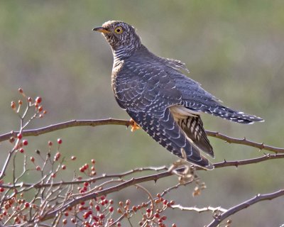 Common Cuckoo raises tail on berry bush