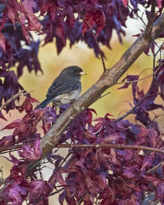 Junco poses with red leaves