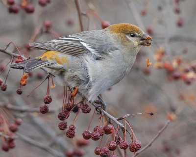 Pine Grosbeak eating berries