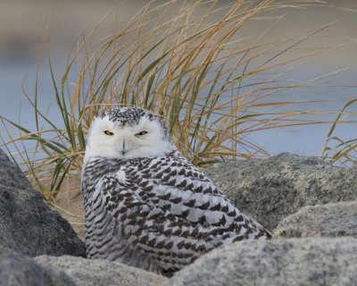Snowy Owl sitting among rocks on beach