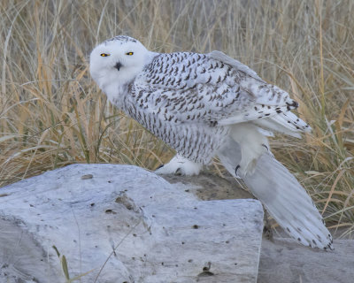 Snowy Owl stretches on beach behind lot
