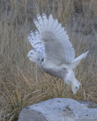 Snowy Owl takes off from beach