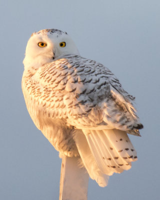Snowy Owl on post at sunset