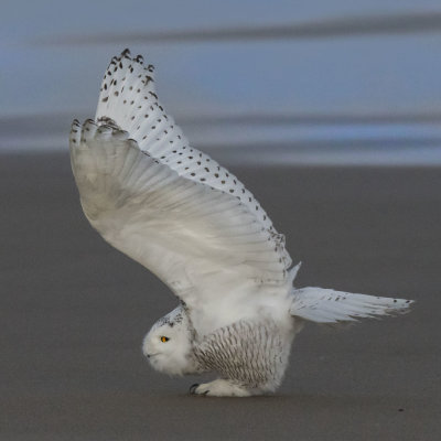 Snowy Owl stretches wings way up by ocean
