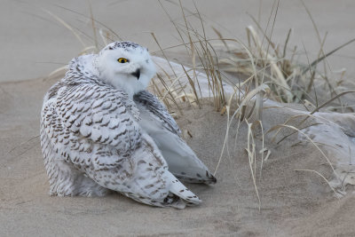 Snowy Owl turns to preen by log on beach