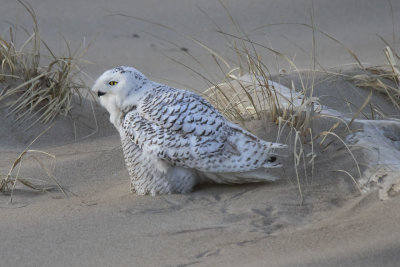 Snowy Owl eye lit up by log on beach