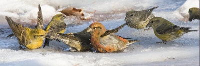 Red Crosbills bathing in small puddle