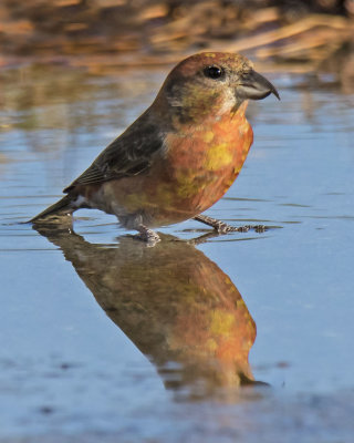 Red Crossbill in puddle