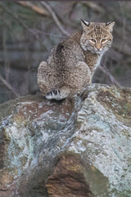 Bobcat sits and poses on rock