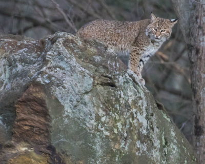 Bobcat on backyard rock