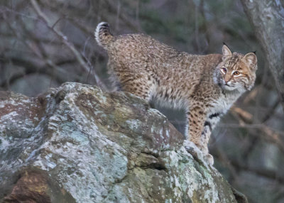 Bobcat on backyard rock