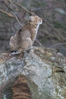 Bobcat looks up on rock