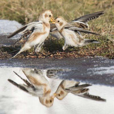 Snow Bunting argument