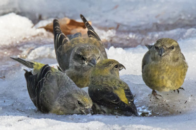 Crossbills bathing together in small puddle