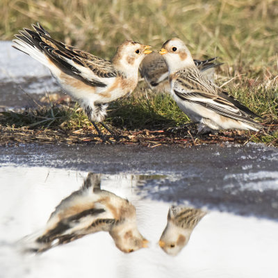 Snow Bunting argument