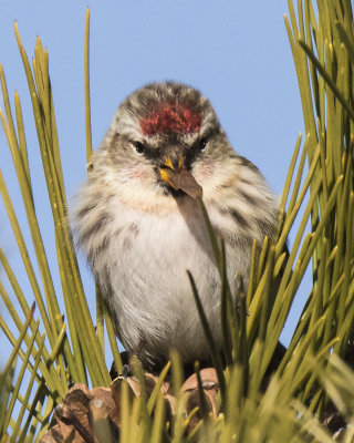 Redpoll with pine seed on pine cones