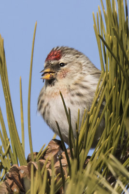 Redpoll eats seed on pine cone