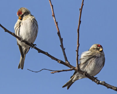Redpoll duo on branch, blue sky