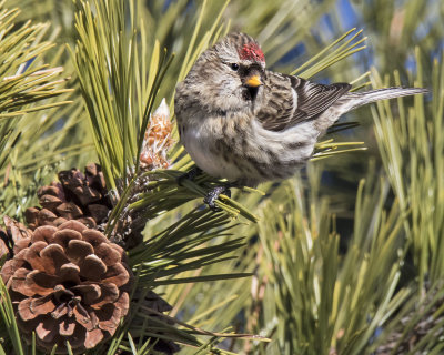 Redpoll looks right on pine cone