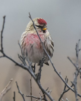 Very red Redpoll poses on branch