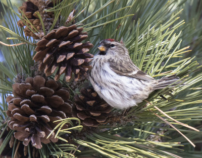 Redpoll poses with pine cones