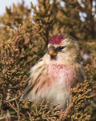 Redpoll poses in pine tree