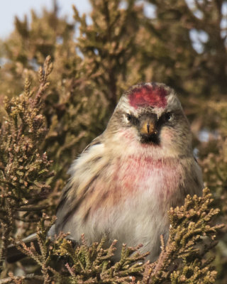 Redpoll very pink in pine stares forward
