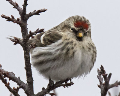 Redpoll on bush on cloudy day