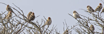 Common Redpolls and one Hoary Redpoll on tree