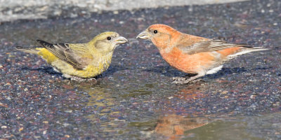 Two Red Crossbills face each other by puddle