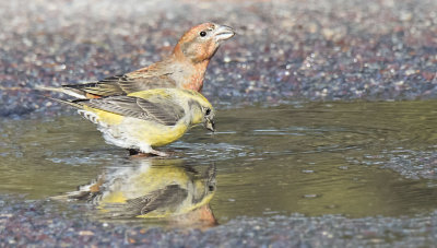 Red Crossbill duo in puddle