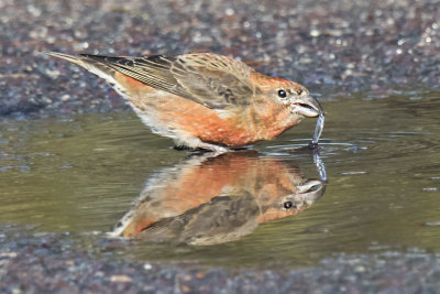 Red Crossbill drinks at puddle