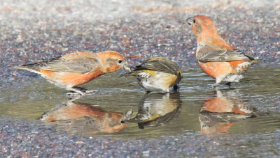 Red Crossbill trio in puddle