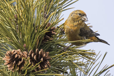 Red Crossbill eats seed facing right on pine tree