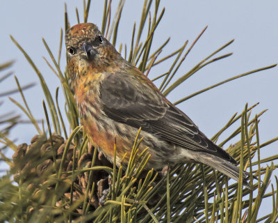 Red Crossbill stares from top of pine tree