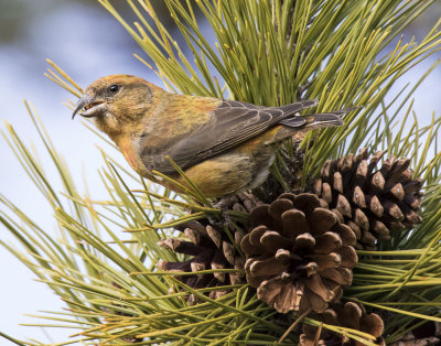 Red Crossbill with seed looks left on pine cones