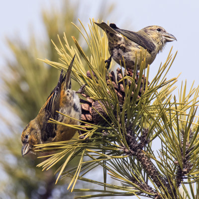 Red Crossbill duo on pine cones